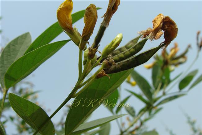  Inflorescence (Raceme)